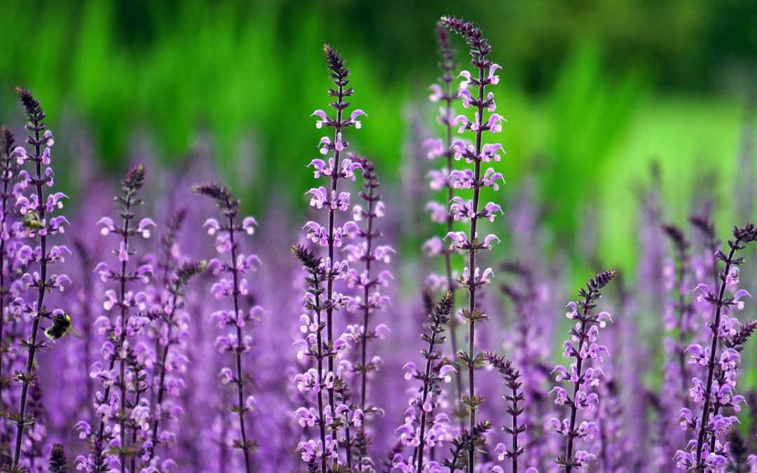 Spring Events in Richmond, VA