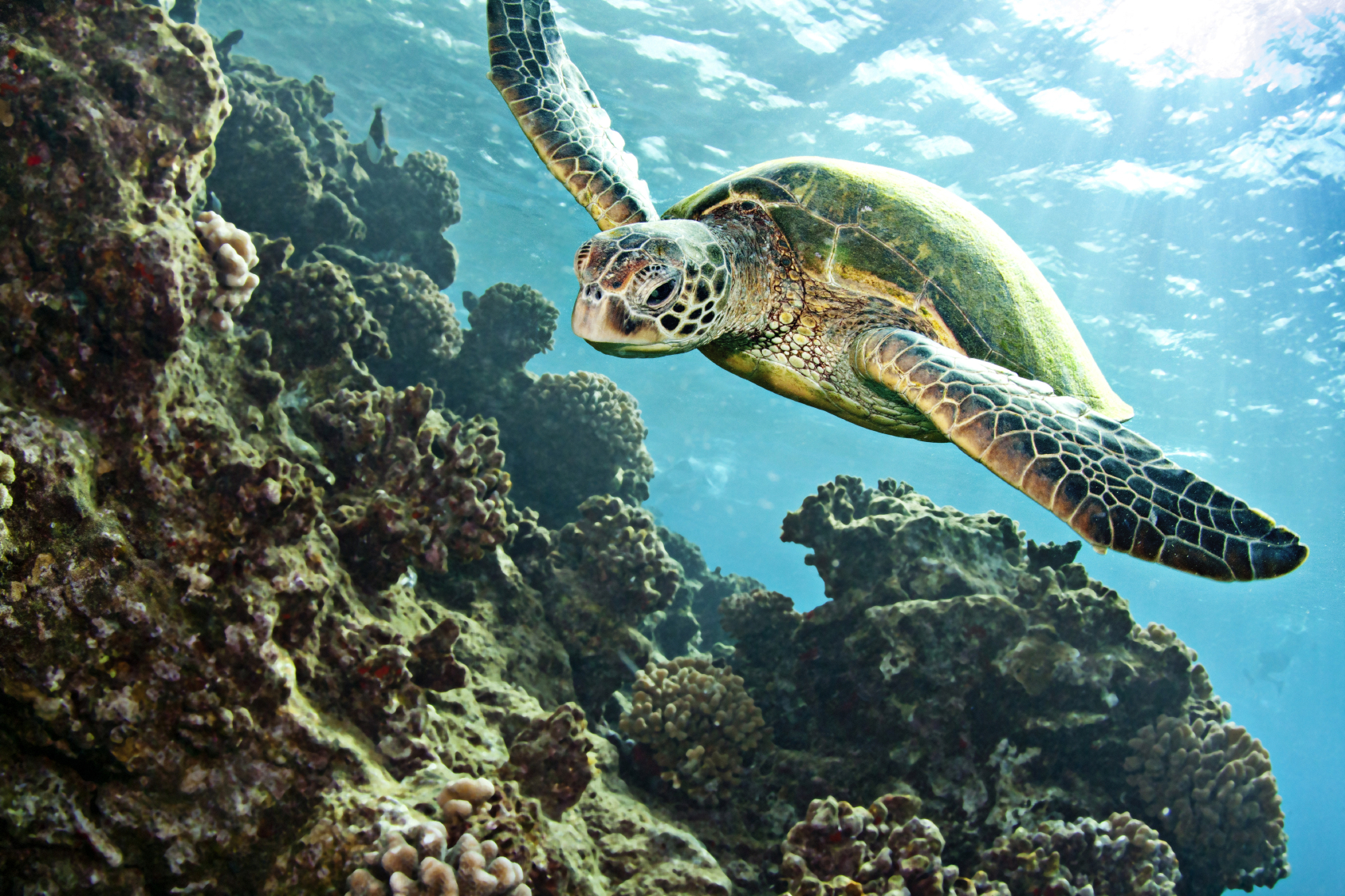 things to do with marinelife in lake worth fl